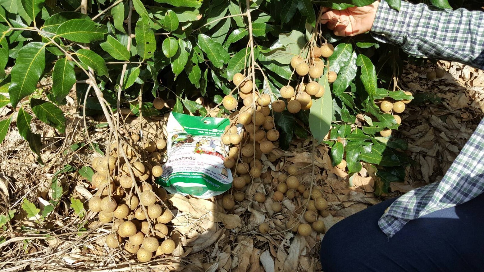 1 sachet 1 gram Fertilizer Powder for Soil Conditioning Khun-Khiao Brand