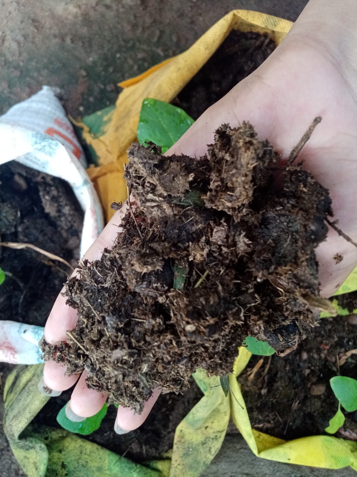 Natural Cow Dung Organic Fertilizer Cow Manure Compost Plant Growth Fertilizer