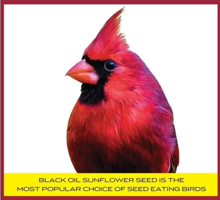 Pennington Select Black Oil Sunflower Seed Wild Bird Dry Feed, 40 lb. Bag