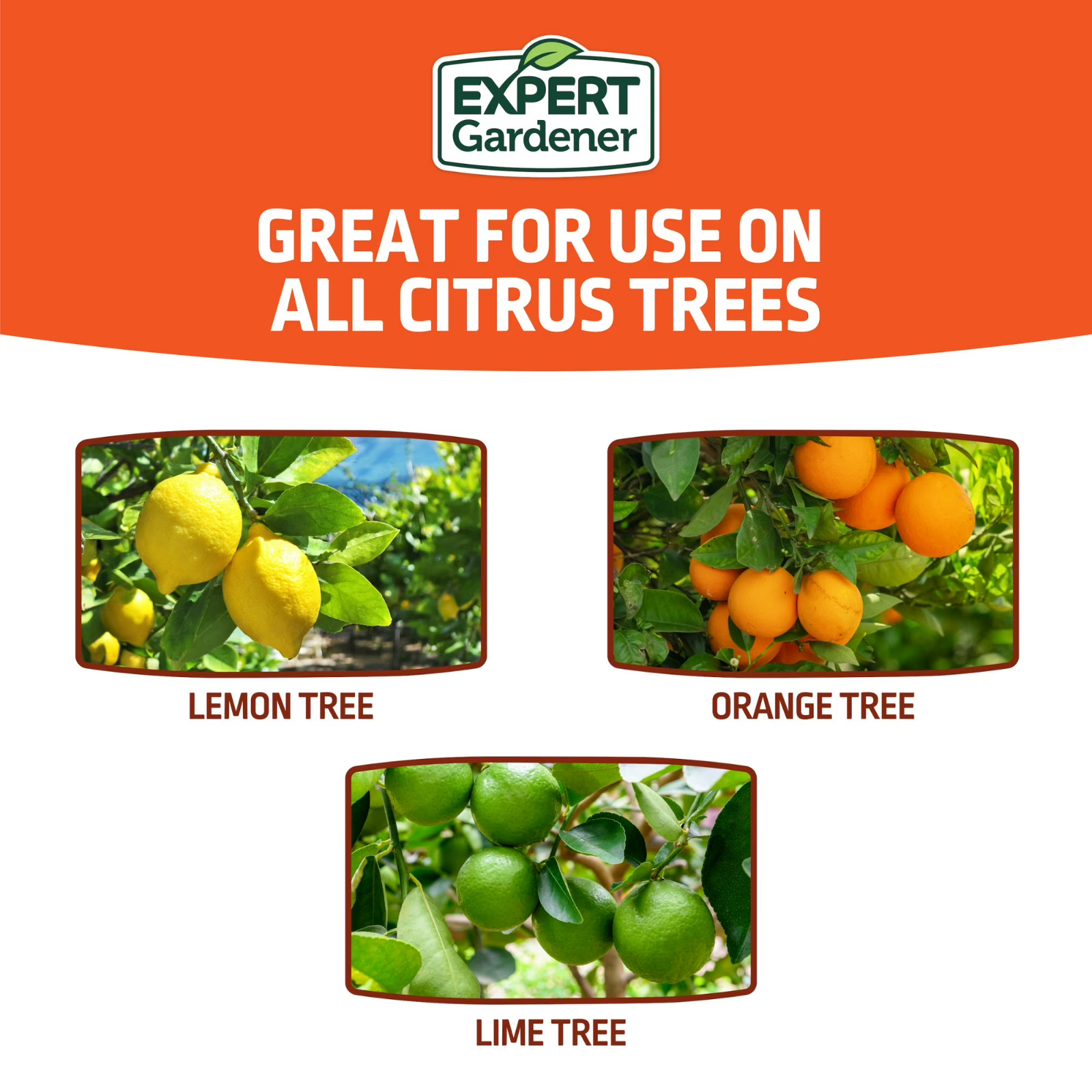 Citrus Fertilizer 6-4-6 Lemon Lime Orange Tree Plant Food 4/8Lb Expert Gardener
