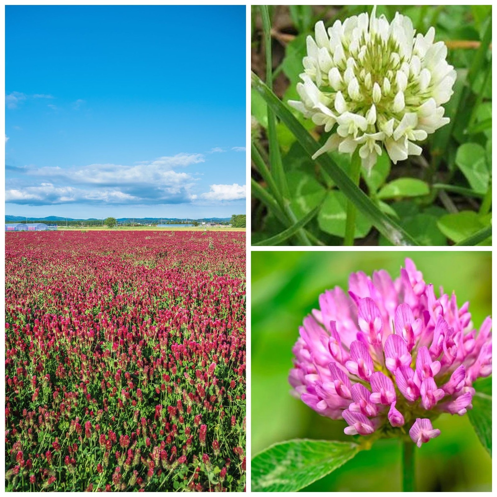 Premium Clover Seed Blend – 1 Lb, 179,200 Seeds – Red, White & Crimson – Soil En