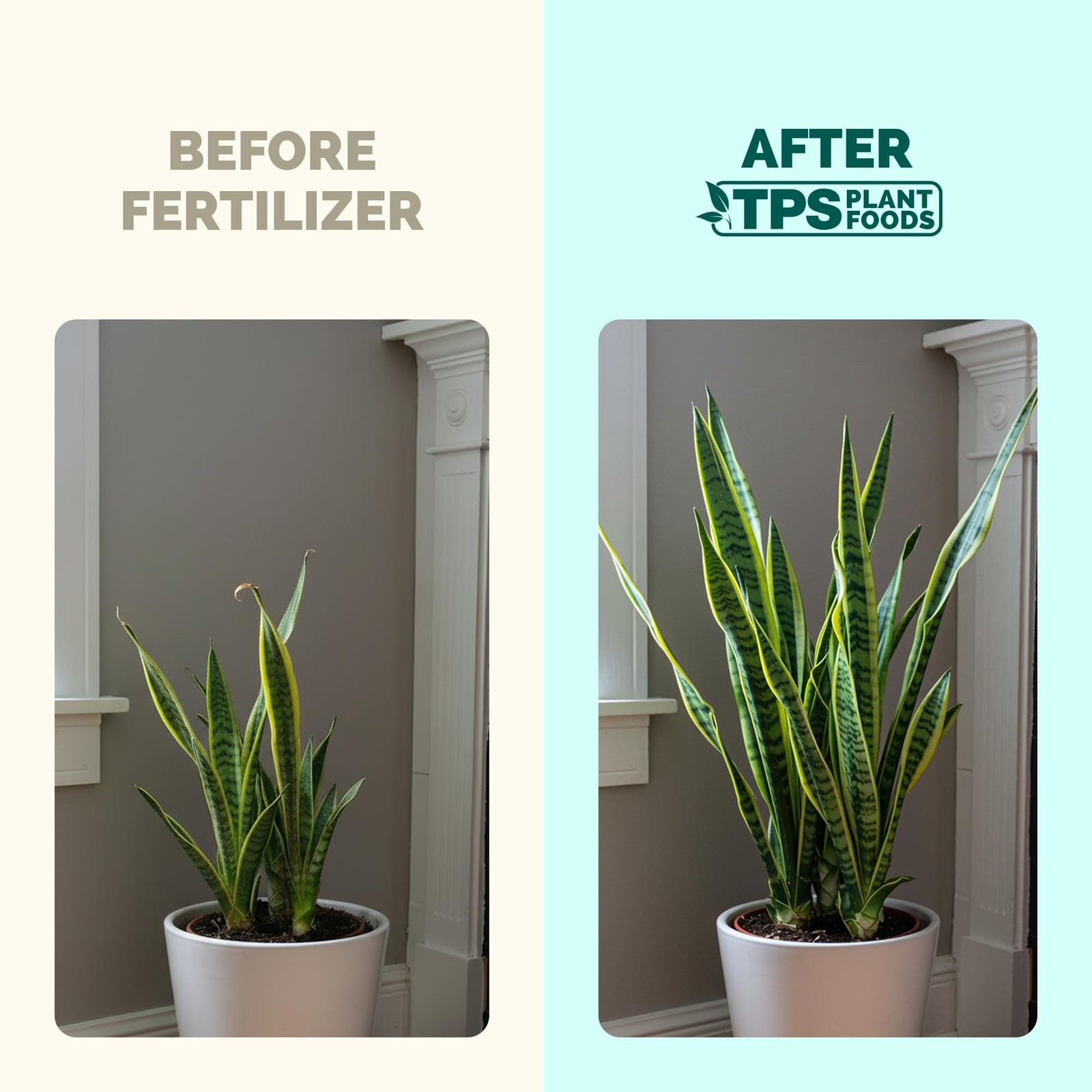 Snake Plant Fertilizer – Liquid Plant Food for Upright Growth, Strong Roots &…