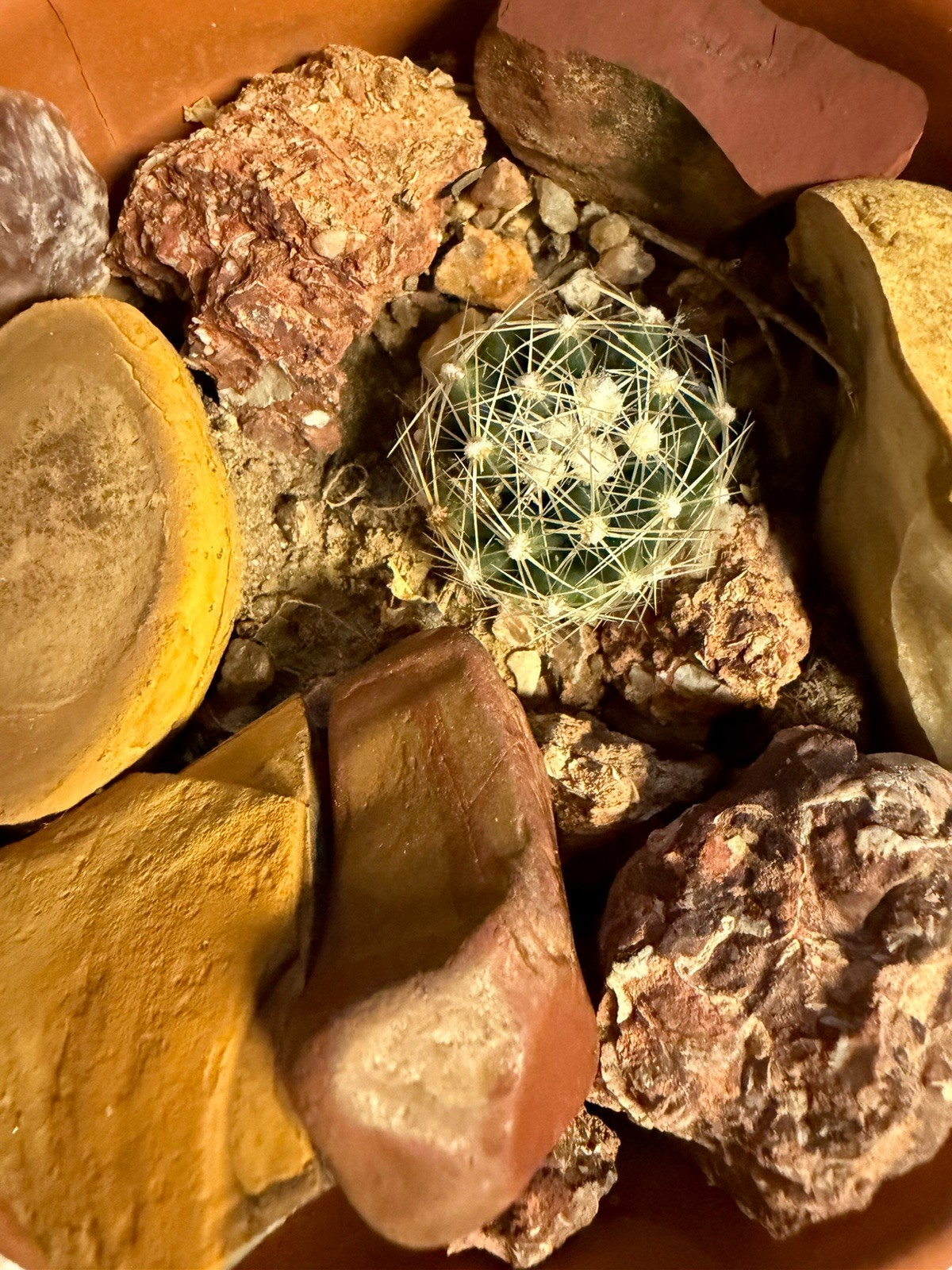 Crushed Rock For Desert Cacti 3 Lb Bag Specialty Texas Minerals Cactus Chow