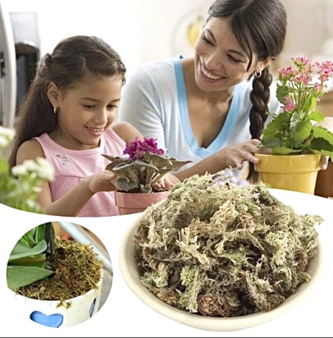 Premuim Sphagnum moss New Zealand 12L Orchid Plant Natural Non-toxic 150 g
