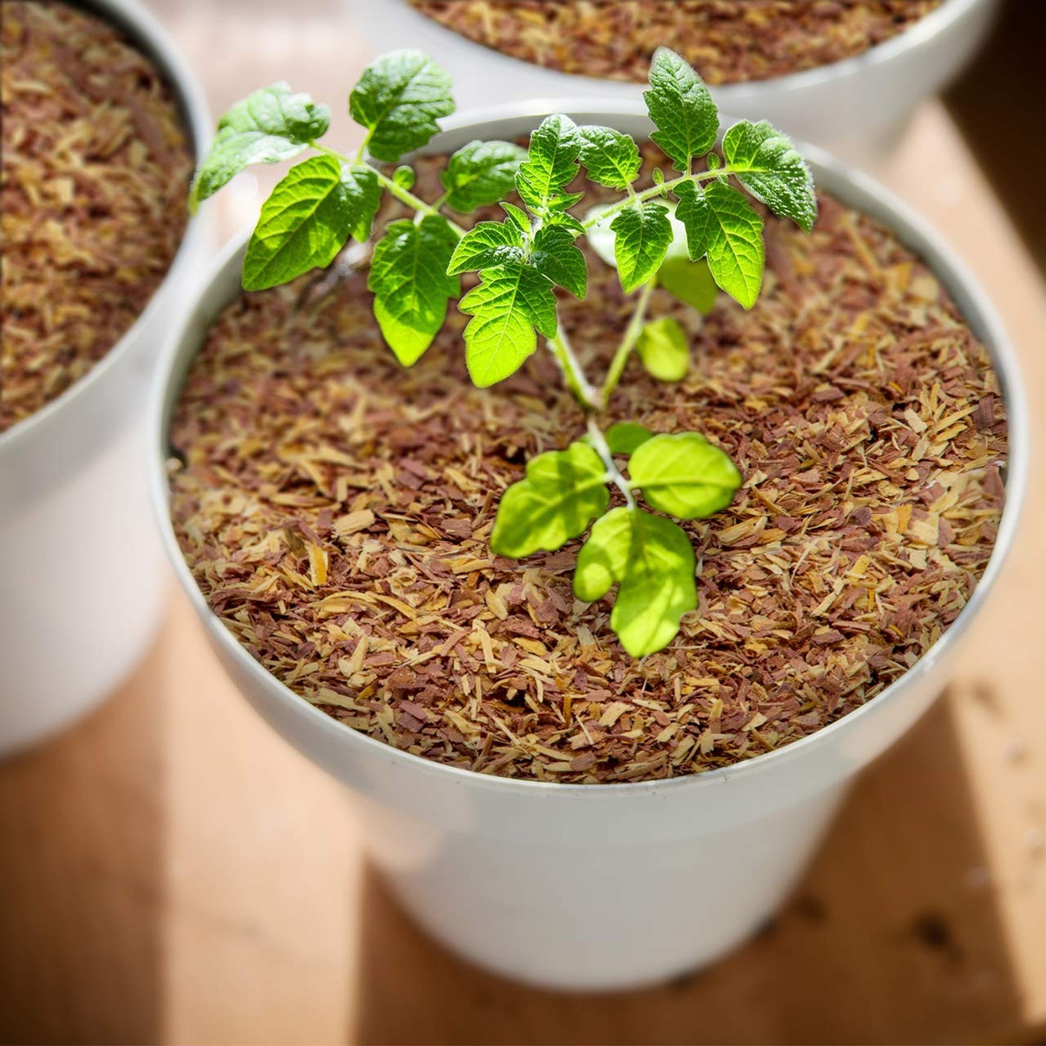 100% Natural Cedar Chips | Mulch | Great for Outdoors or Indoor Potted Plants…