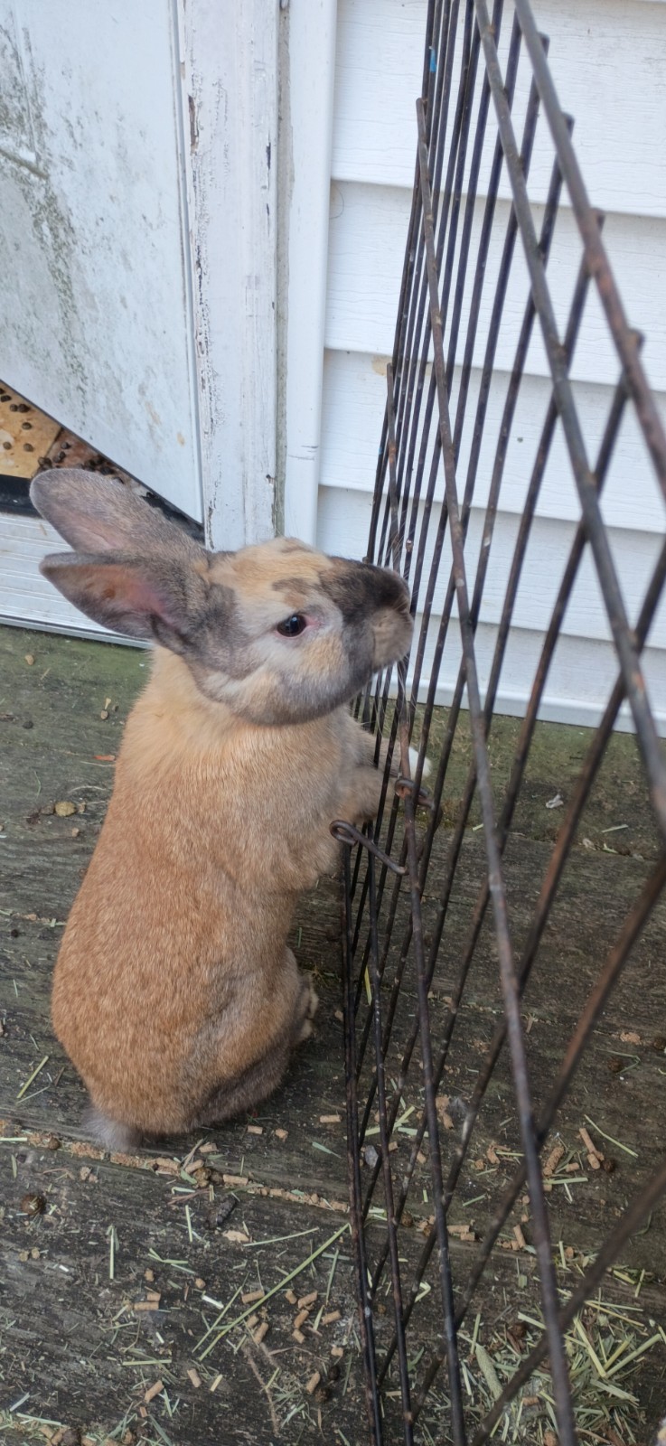 Rabbit manure