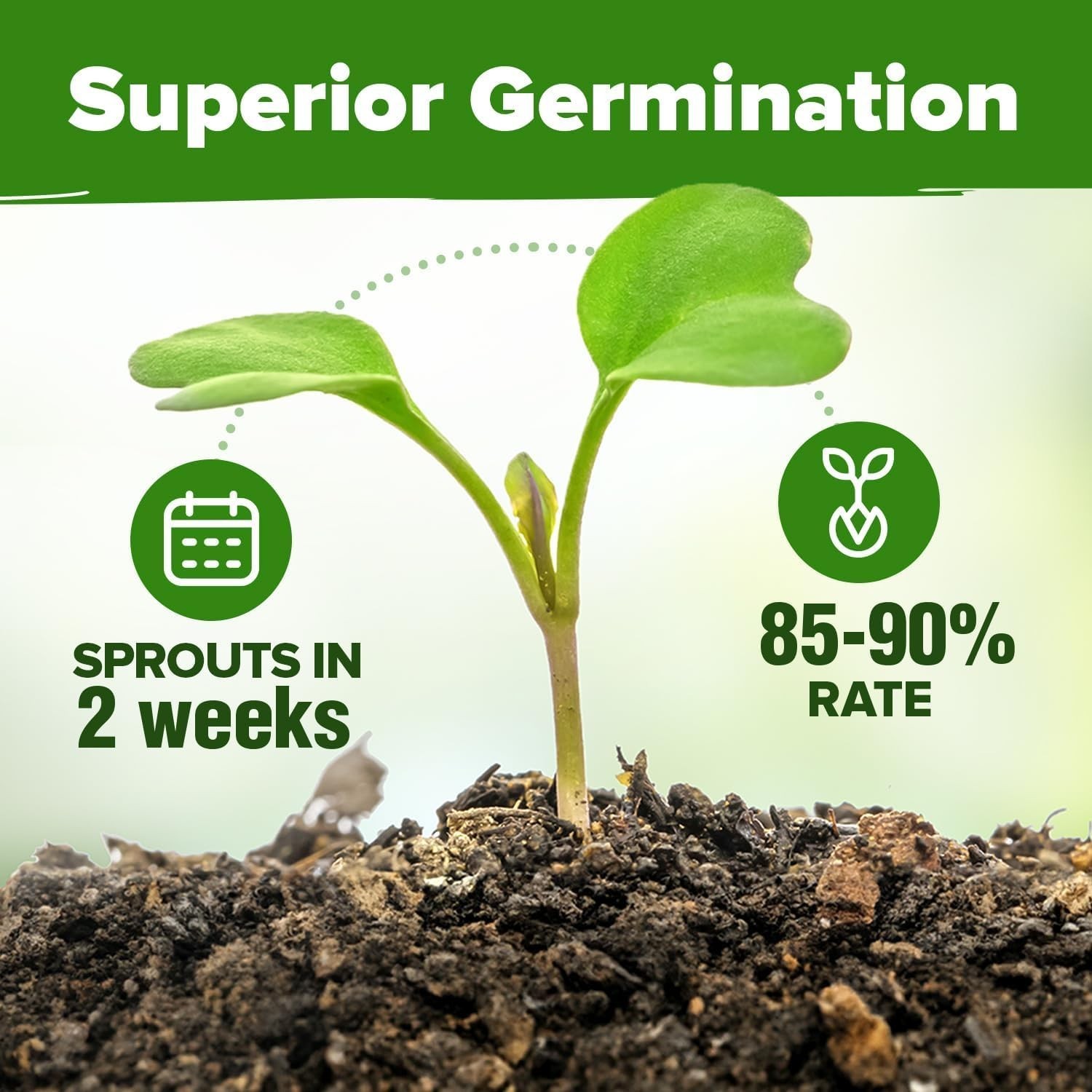 HOME GROWN 10 Herb Seeds for Planting 3,000+ Non-GMO Heirloom Seeds | Extra L…