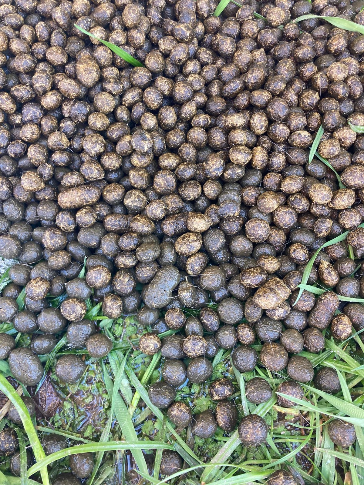 Rabbit Pellets *BEYOND ORGANIC* garden/plant fertilizer – 1 Gallon Ziplock Bag
