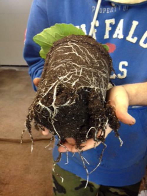 Compost Tea Aerator – The BubbleSnake : 5 Gallon Bucket Aerator