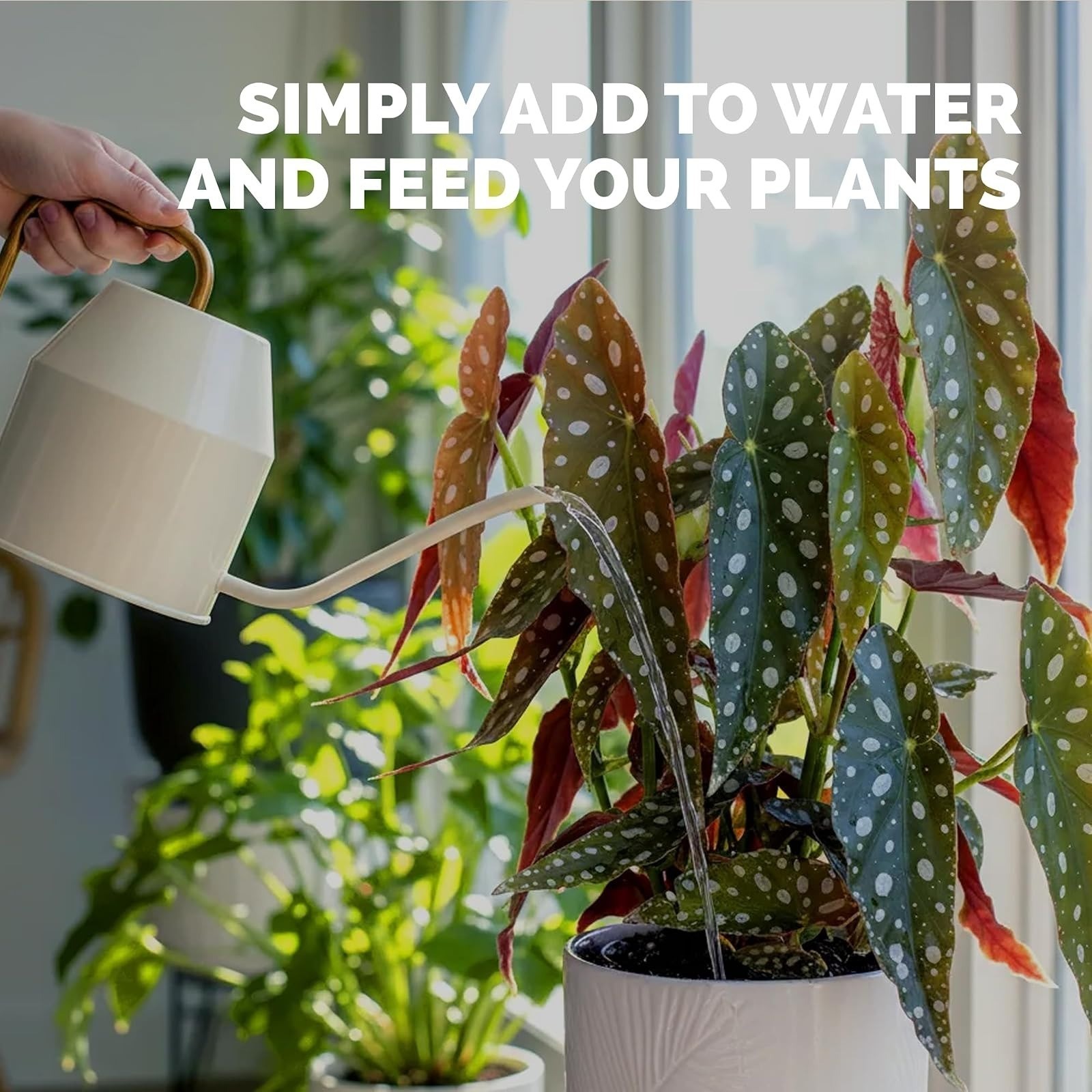 Begonia Fertilizer – Liquid Plant Food for More Blooms, Vibrant Color & Healthy