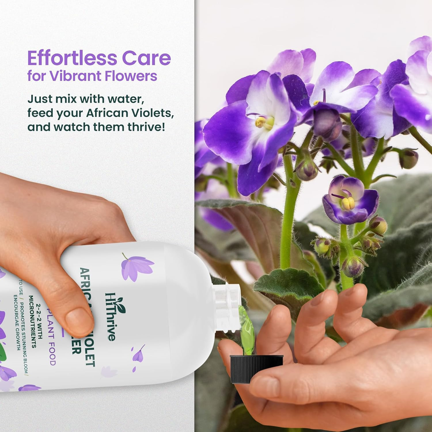 16Oz African Violet Fertilizer for African Violets Live Plants – Makes 24 Gallon