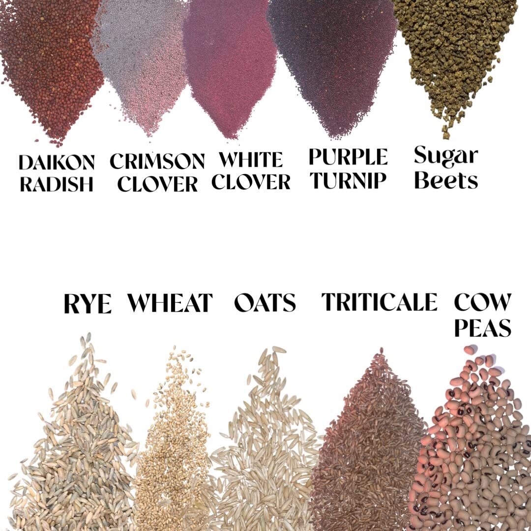 Food Plot Seeds for Deer – 10 Seed Blend – Spring or Fall Planting, Bring in Whi