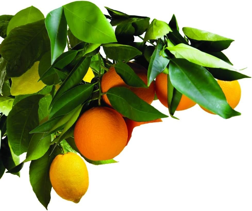Jobe’s Easy Plant Care Fertilizer Spikes for Lush Fruit & Citrus Trees – 9 Count