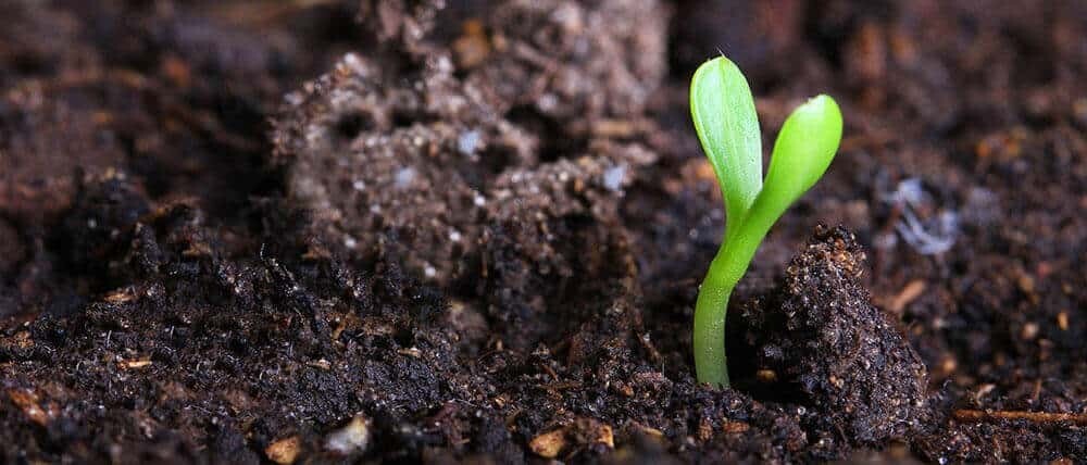 Dried Cow Dung Manure Organic Fertilizer Natural Compost For Plants Growth 400g