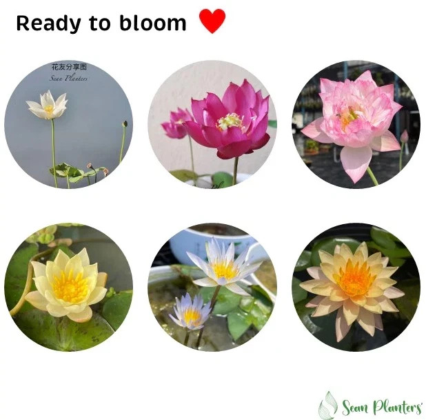 Lotus fertilizer aquatic plants Accelerate flowers leaves color 50 Tab (250g)