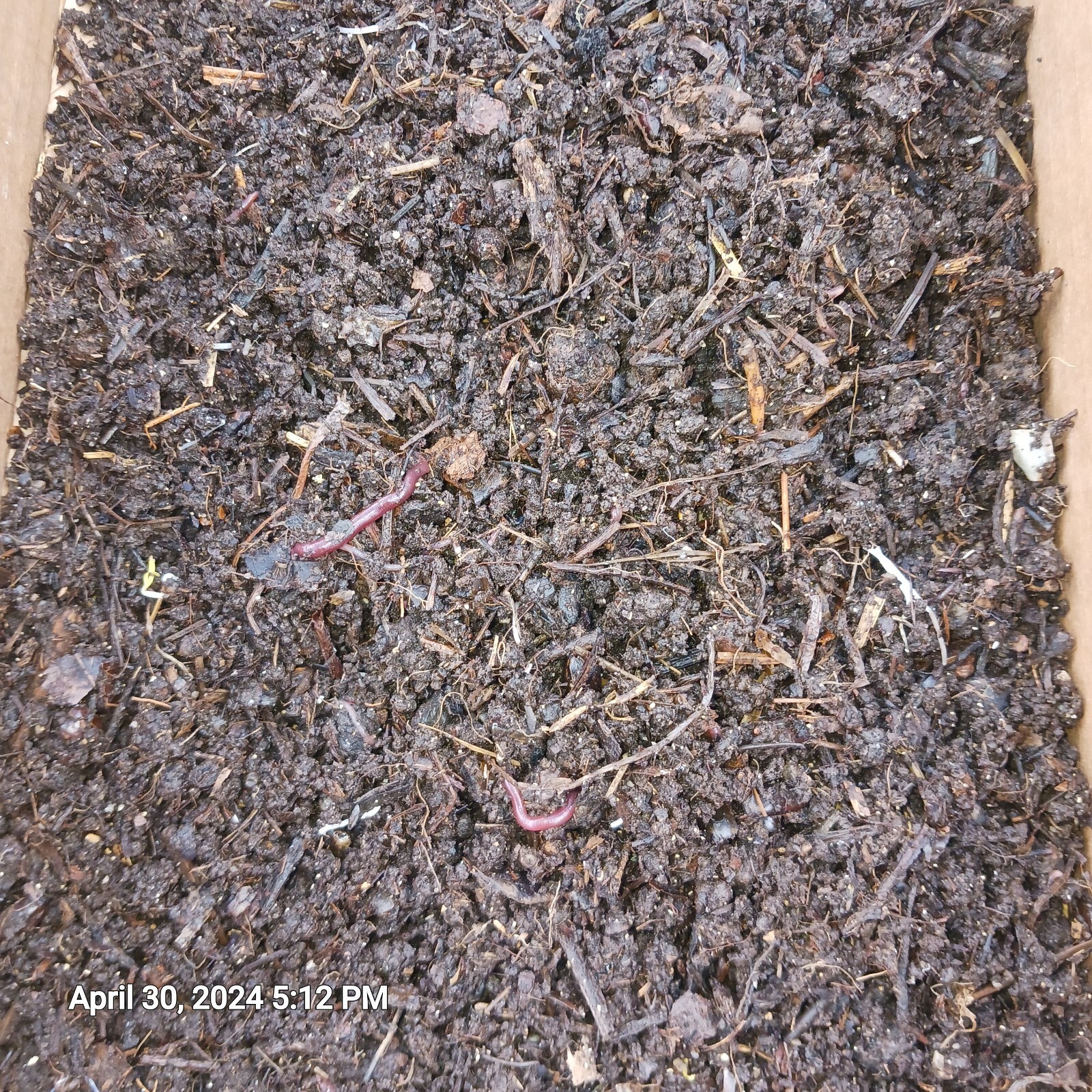 4lbsWorm Castings + Baby Wigglers & Cacoons 100%