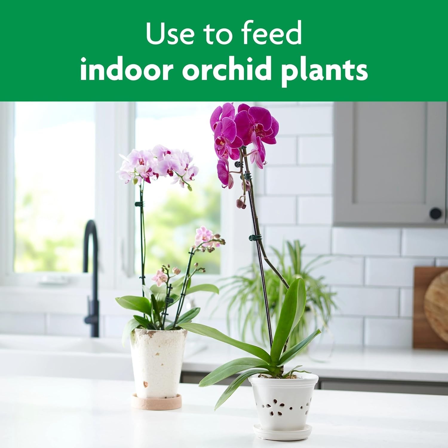 10 Orchid Plant Food Spikes – Feed Beautiful Blooms Effortlessly for 2