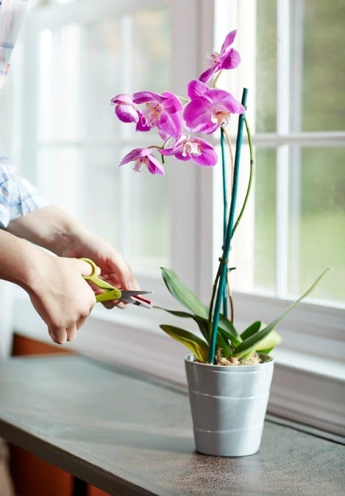 10 Orchid Plant Food Spikes – Feed Beautiful Blooms Effortlessly for 2