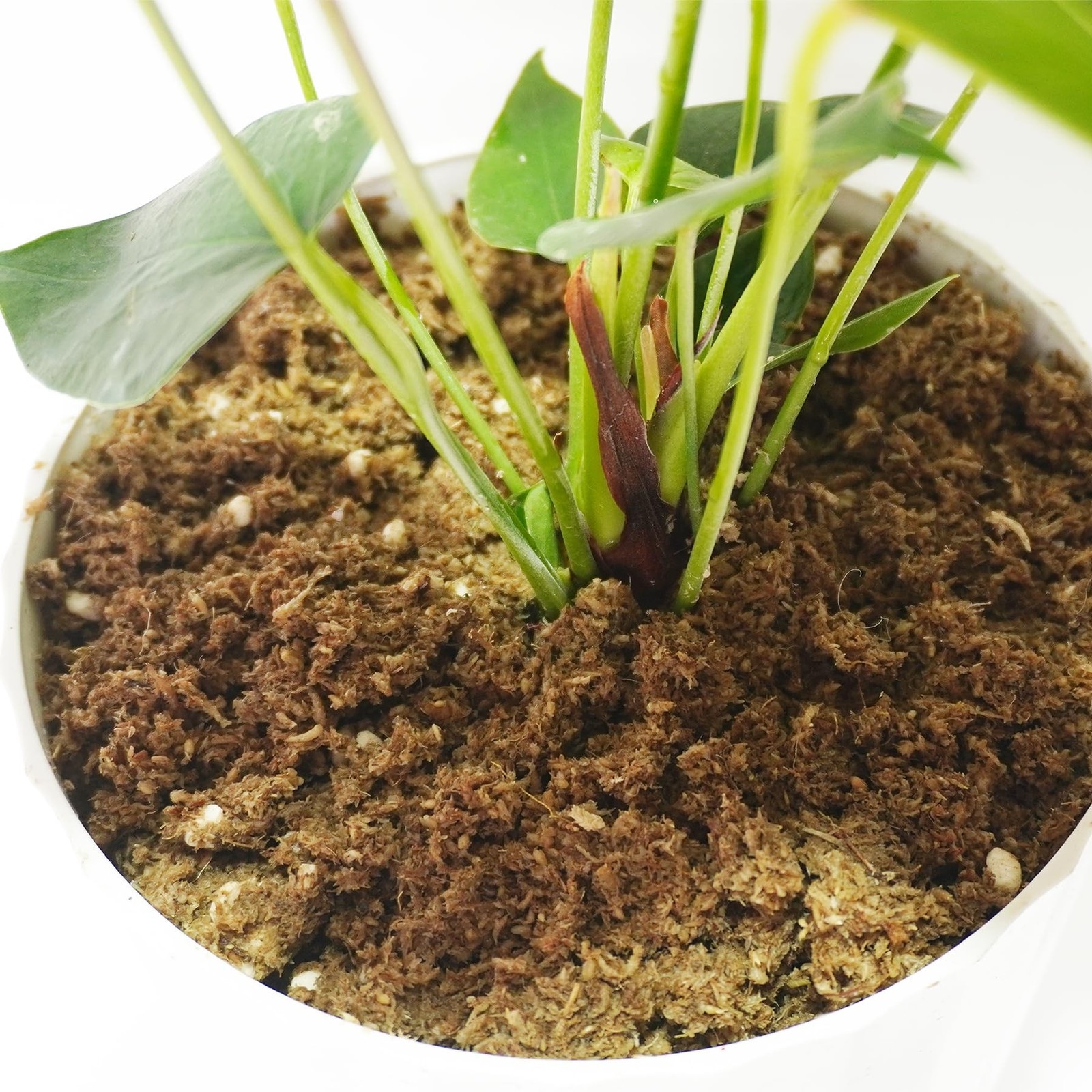2QT Anthurium Potting Soil, Professionally Formulated Lightweight, Persistent…