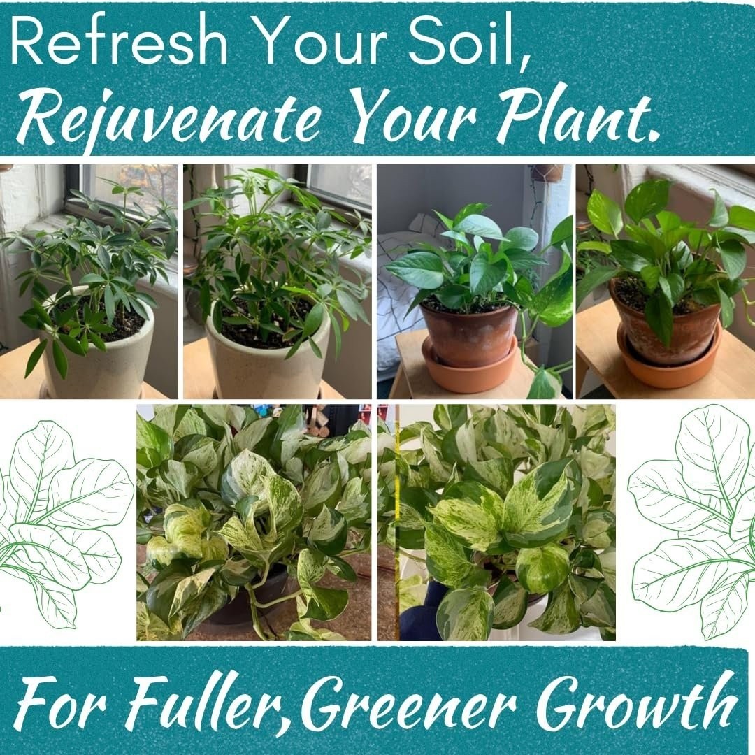 Organic Houseplant Probiotic Powder | Soil Conditioner to Improve Soil…