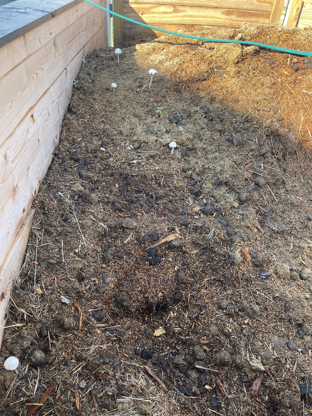 compost – horse manure/soft wood shavings – mature aged ready to use – tested