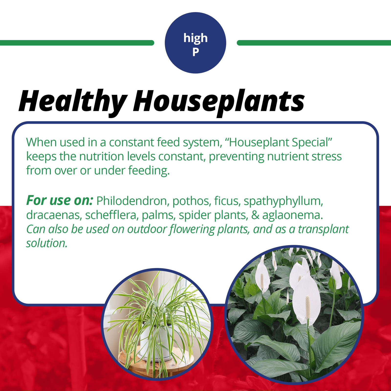 Jacks Classic 15-30-15 Houseplant Special Water Soluble Plant Fertilizer, 8oz