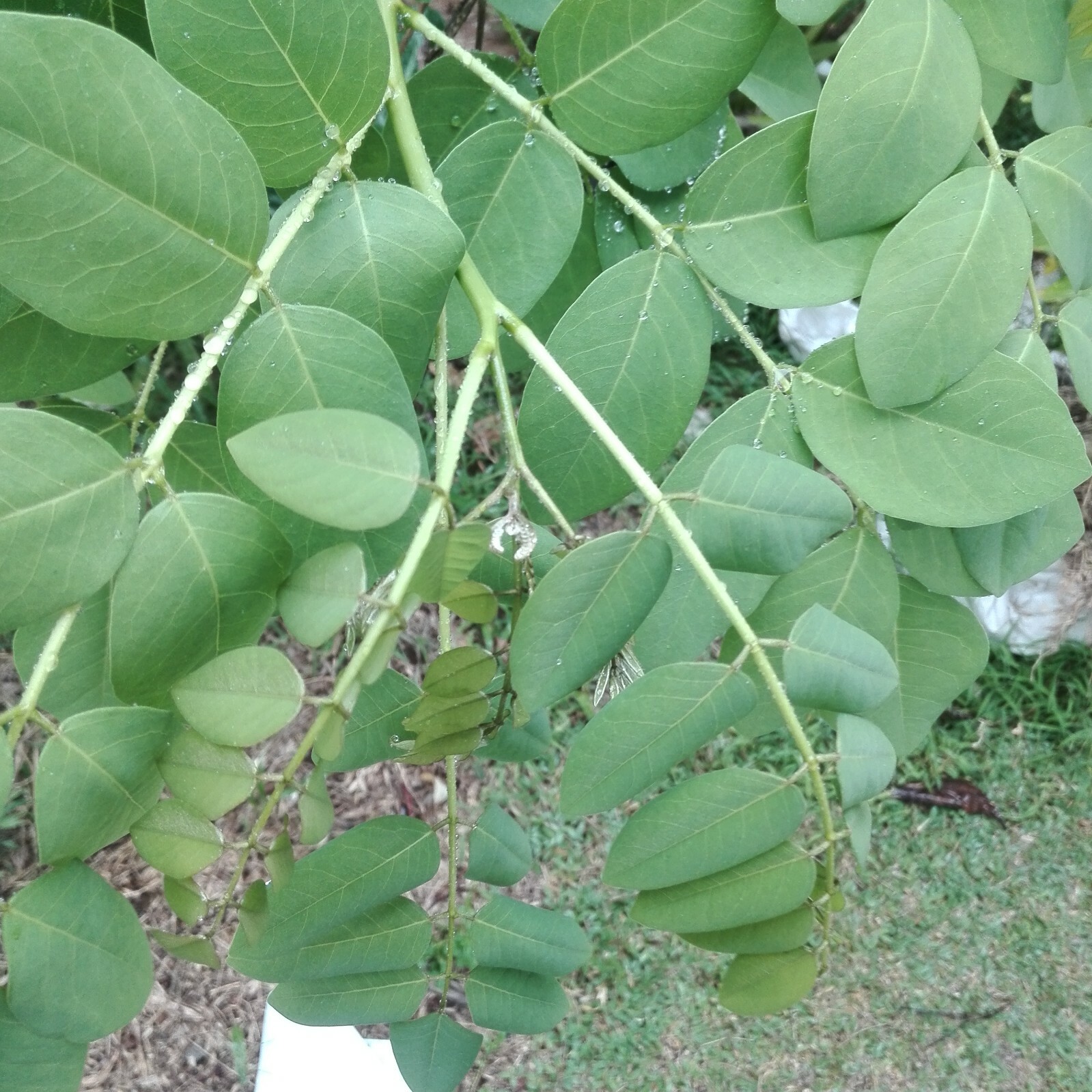 Dried Organic Gliricidia Sepium Leaves 200g Natural Compost Manure Fertilizer
