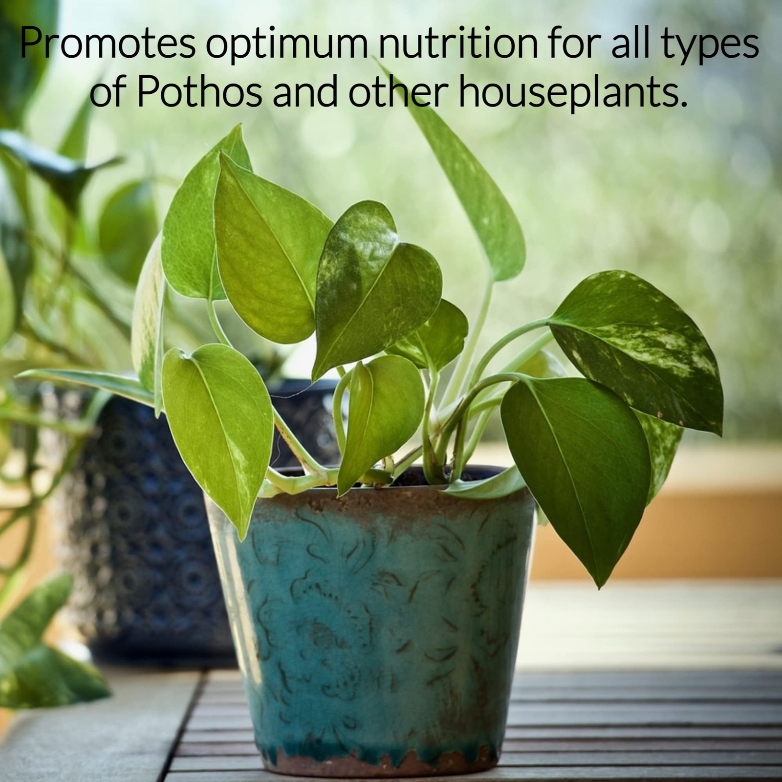 8oz Liquid Pothos Fertilizer – Concentrated 3-1-2 Houseplant Nutrient Blend