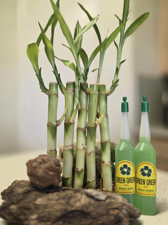 5 Lucky Bamboo Plants with FREE 2 Bottles Fertilizer