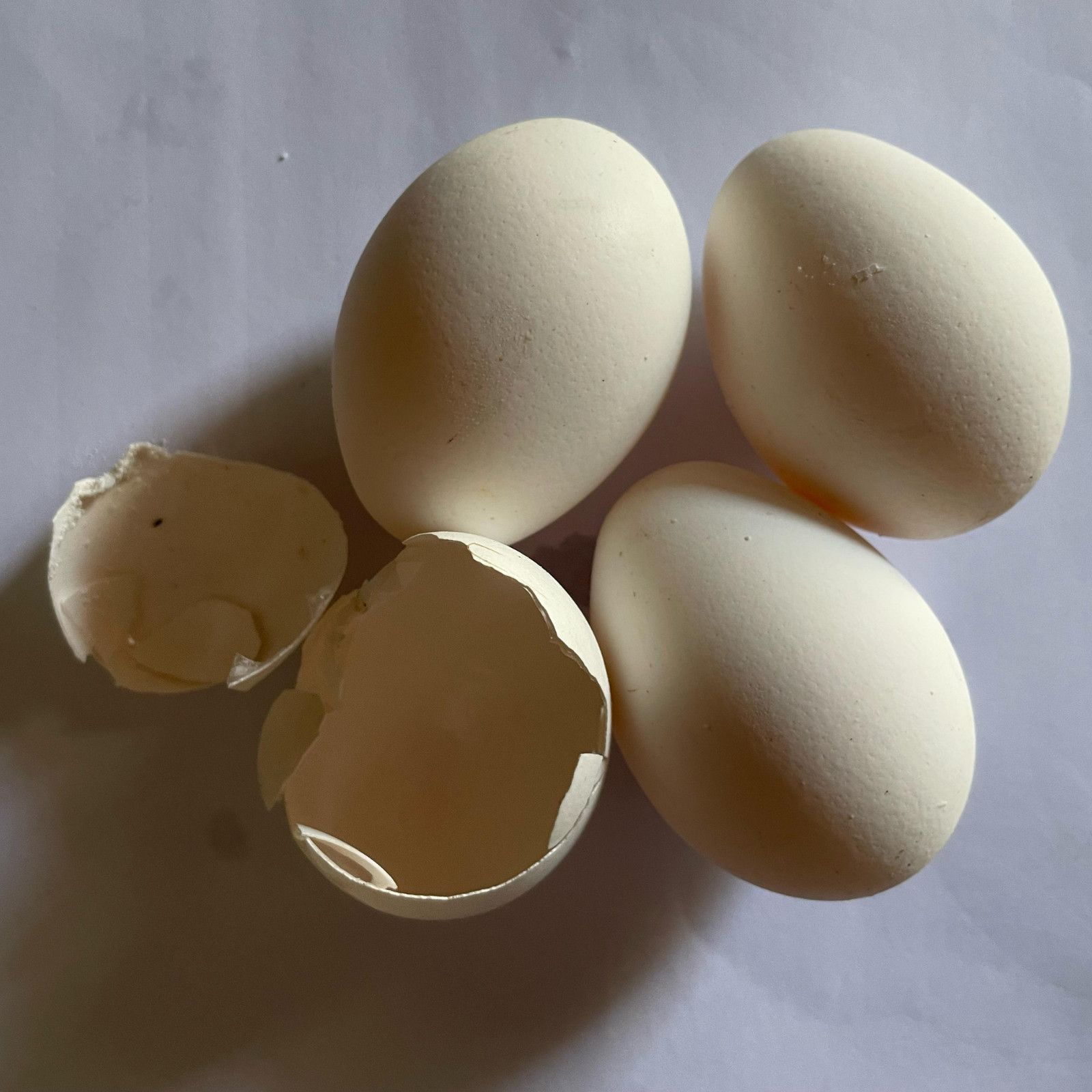 100% Organic Ceylon Eggshell Powder – Natural Fertilizer & Soil Booster