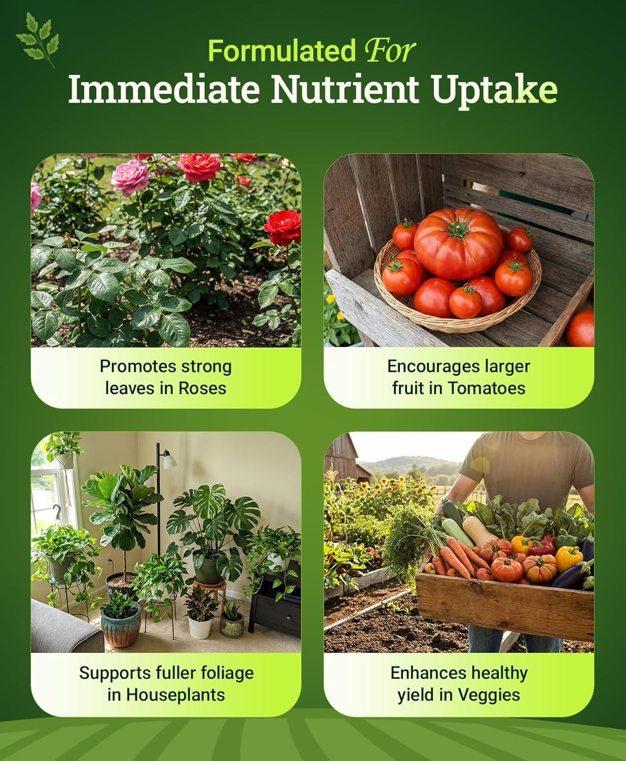 Pint-Sized Grow Big Plant Food for Vibrant Indoor & Outdoor Vegetation Growth