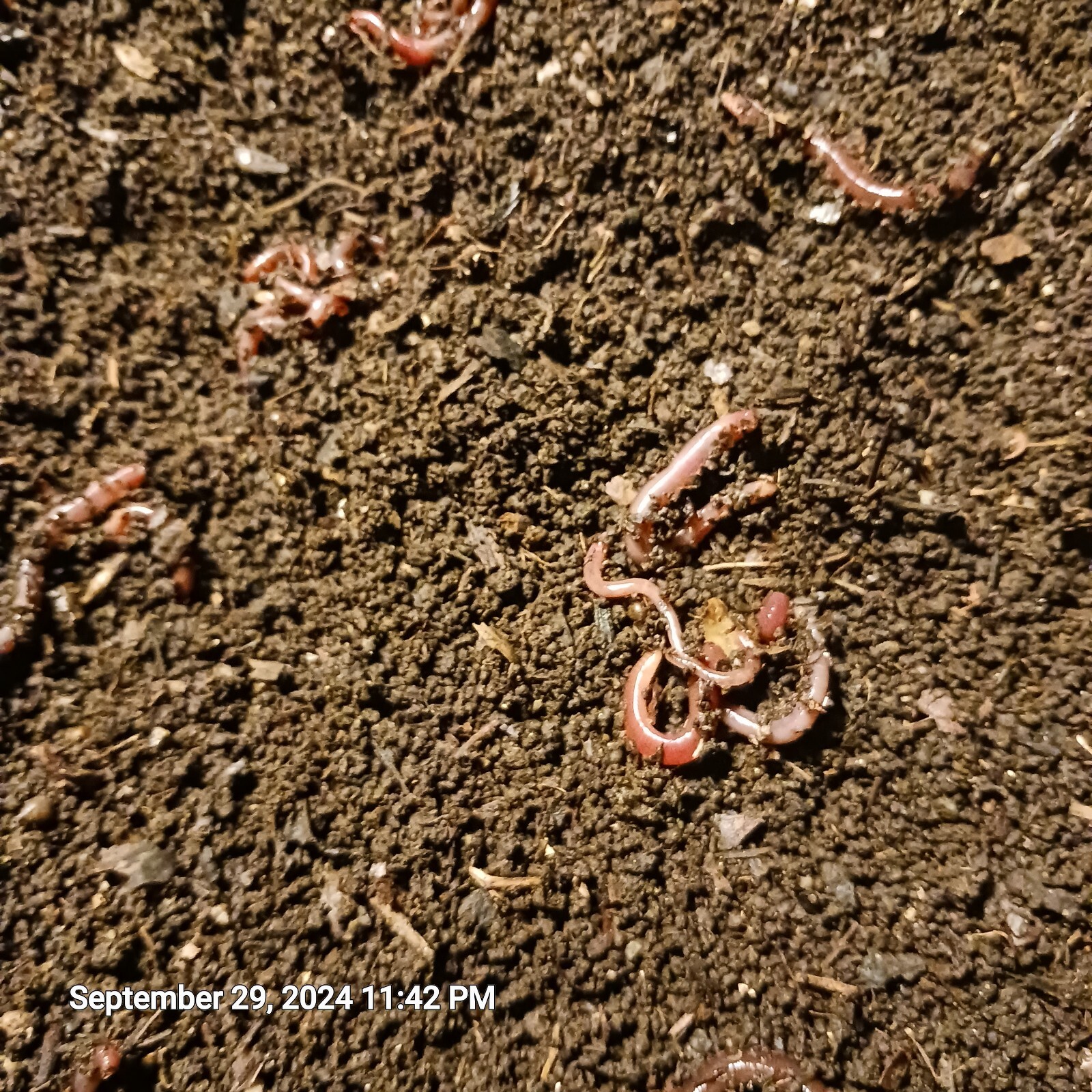 4 Lbs Freshly Sifted Redwiggler Worm Castings With Cacoons + Baby’s