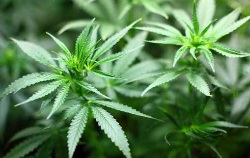 Organic Fish Fertilizer – For Hemp: That is Less Than $.56 Per Gallon !
