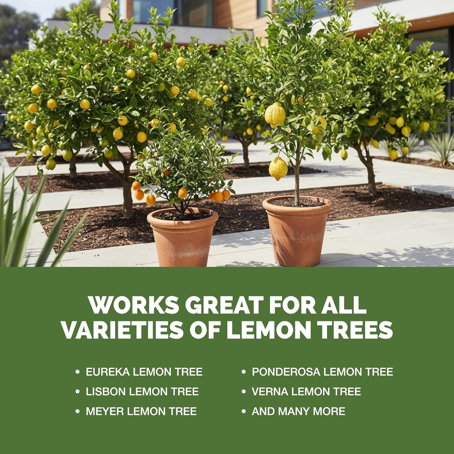 Lemon Tree Fertilizer – Liquid Plant Food for More Fruit, Better Flowering & Str