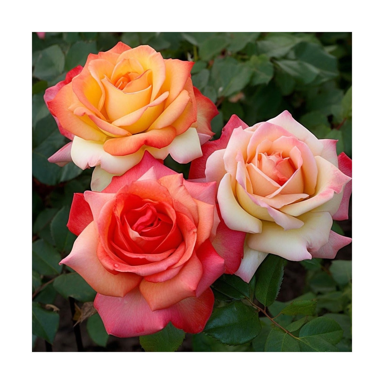 250+ Mix Climbing Roses Flowers Seeds -Rose Bushes Vine Climber Rose Seeds fo…