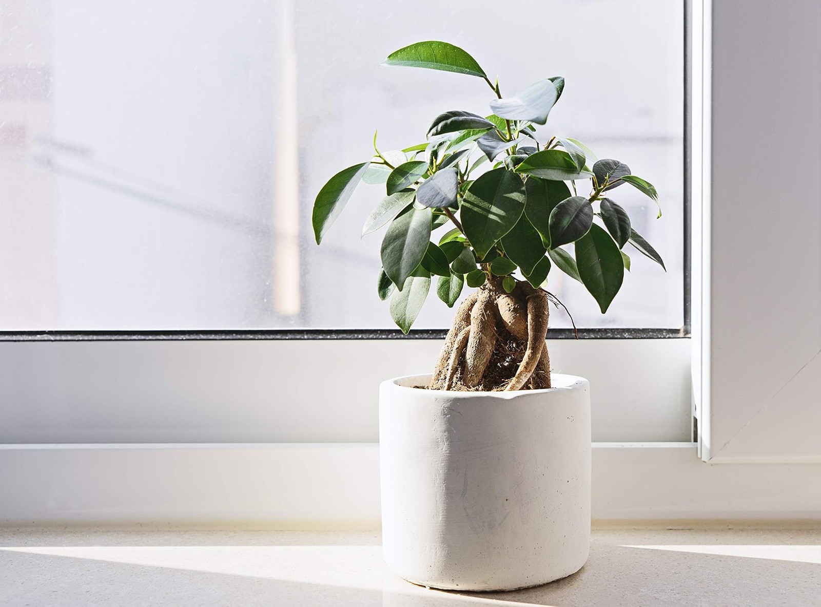 Fiddle Leaf Fig Tree Fertilizer | Ficus Plant Food | Improves Leaves and Bran…