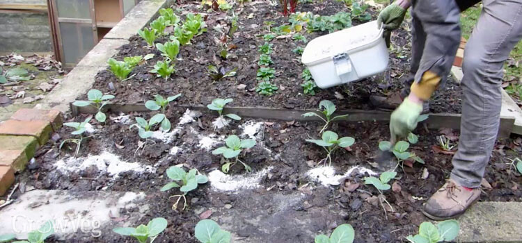 80 oz Pure Hard Wood Ash Gardening Compost Fertilizer Pottery Soap USA Product