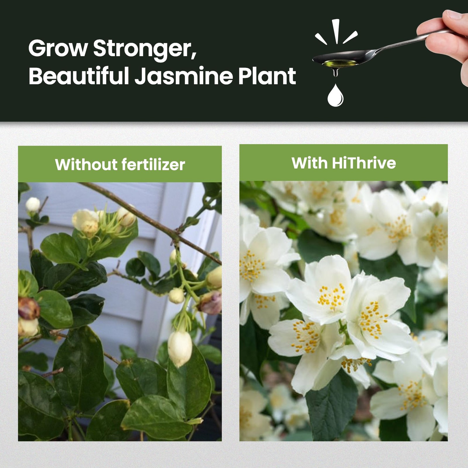 32oz Jasmine Fertilizer for Jasmine Plant Live – Makes 192 Gallons of Indoor Pla