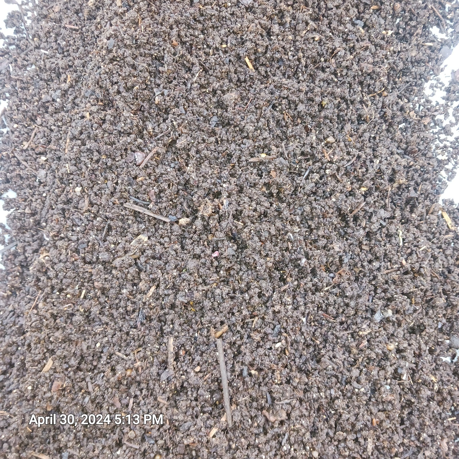 4lbsWorm Castings + Baby Wigglers & Cacoons 100%