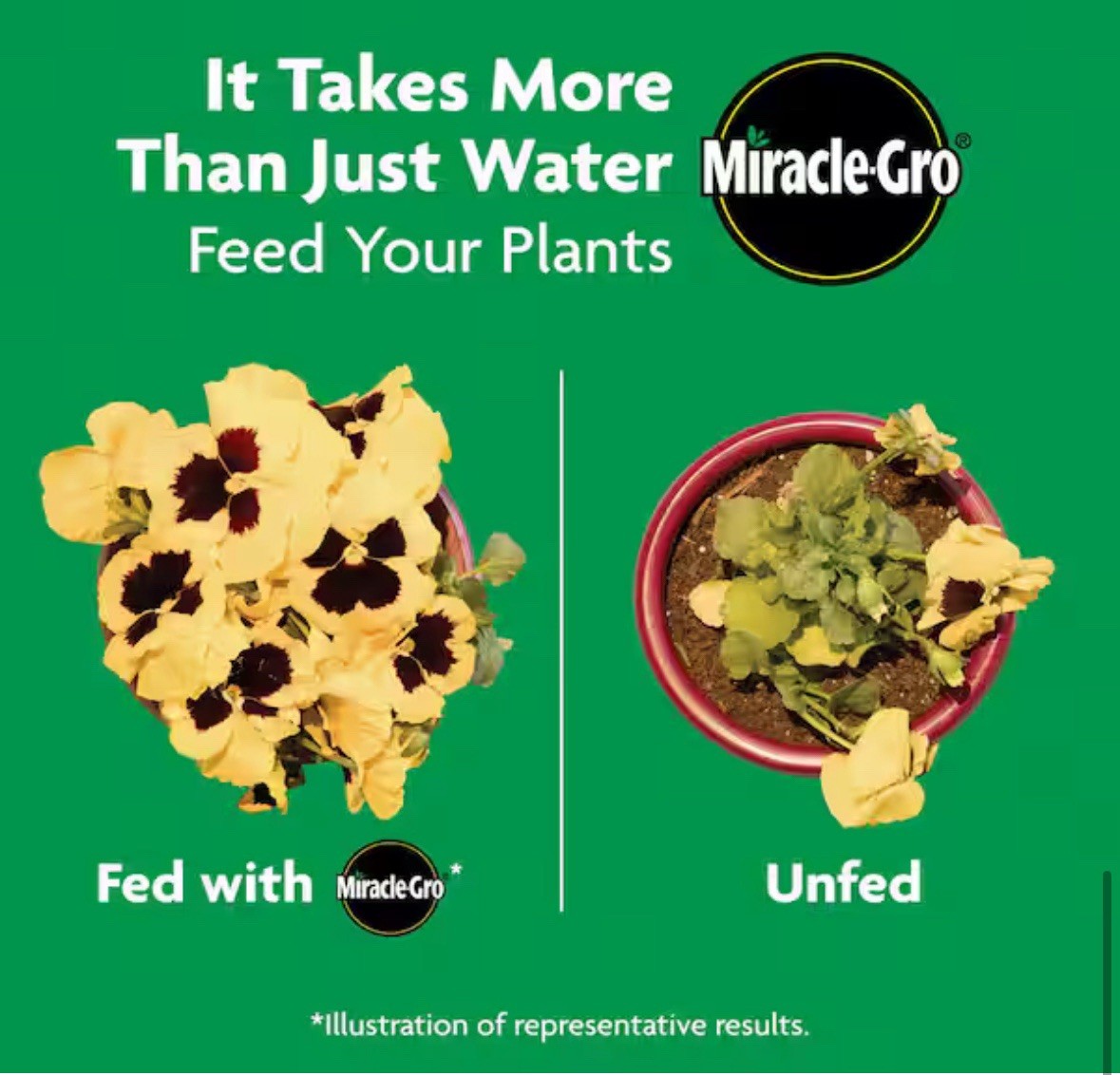 Miracle Gro Shake n Feed Rose & Bloom 4.5 Lbs