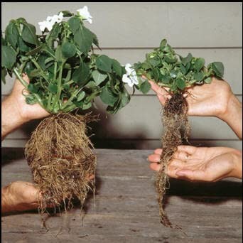 Sachets Helps Your Plants Grow Bigger Faster and Stronger