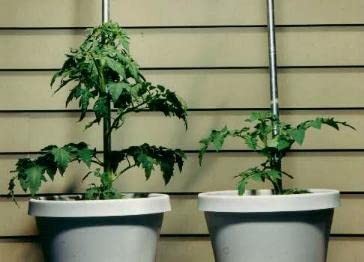 Sachets Helps Your Plants Grow Bigger Faster and Stronger