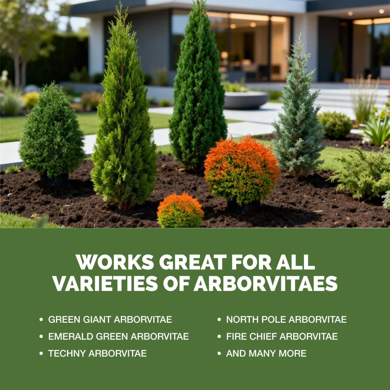 Liquid Fertilizer for Arborvitae & Thuja Trees – 1 Gal Plant Food for Fast Growt