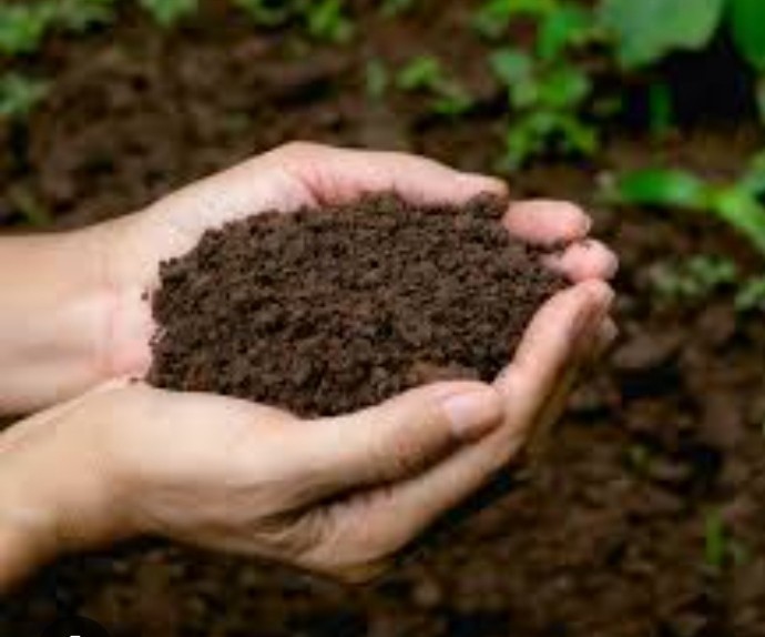 dried cow manure cow dung compost fertilizer powder