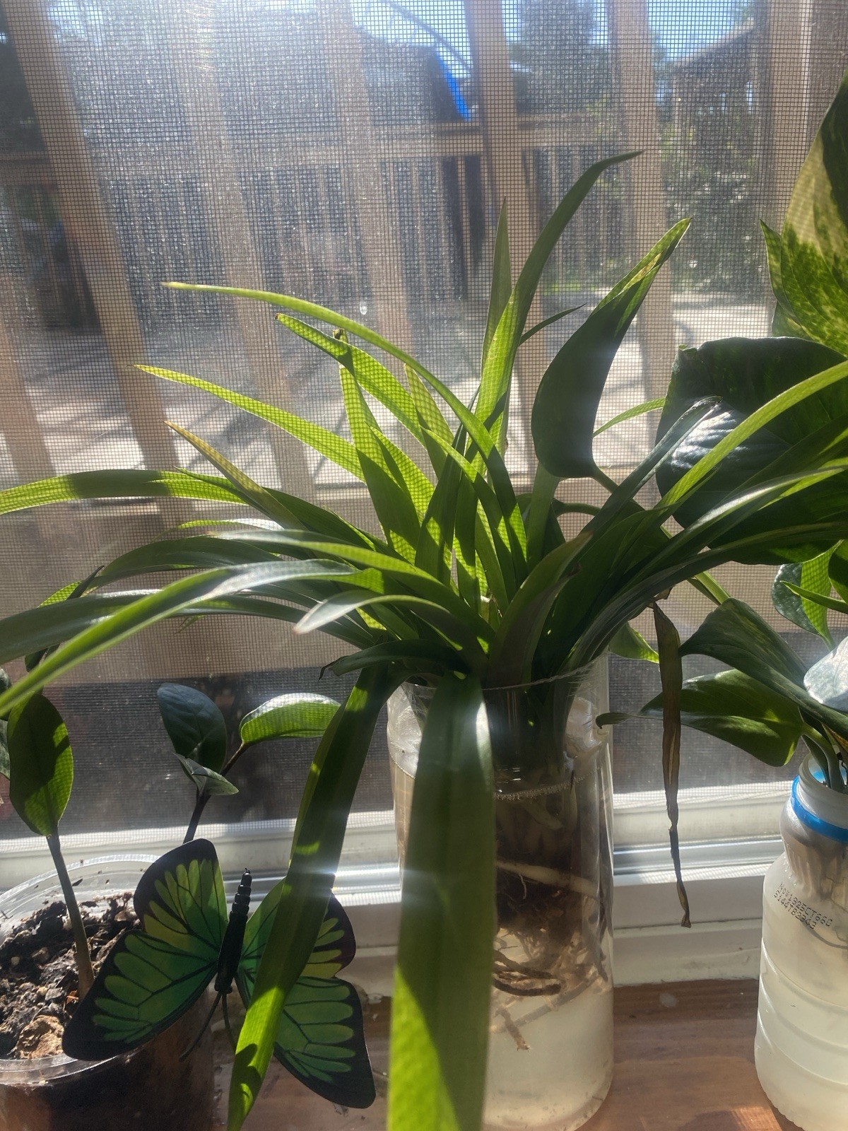 Live Houseplants read description for each price for plant