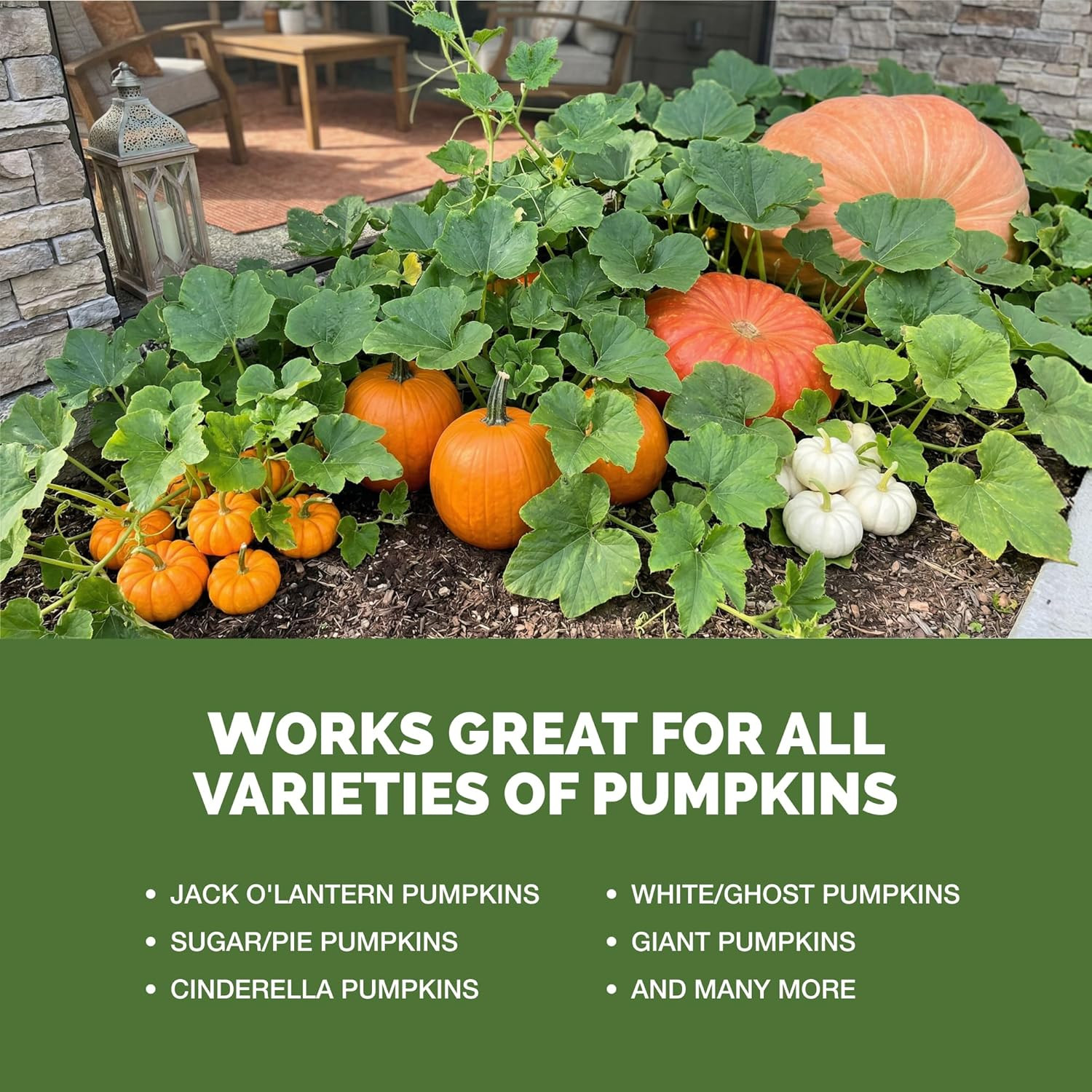 Pumpkin Fertilizer – Liquid Plant Food for Bigger Pumpkins, Vigorous Vines & Lar