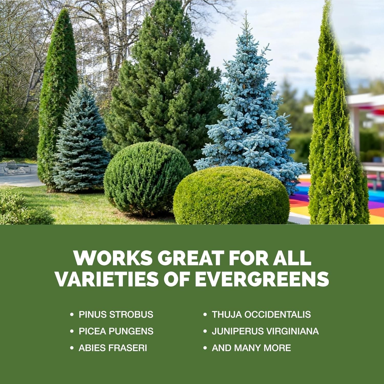 Evergreen Tree Fertilizer – Liquid Plant Food Rich Green Needles Stronger Roots