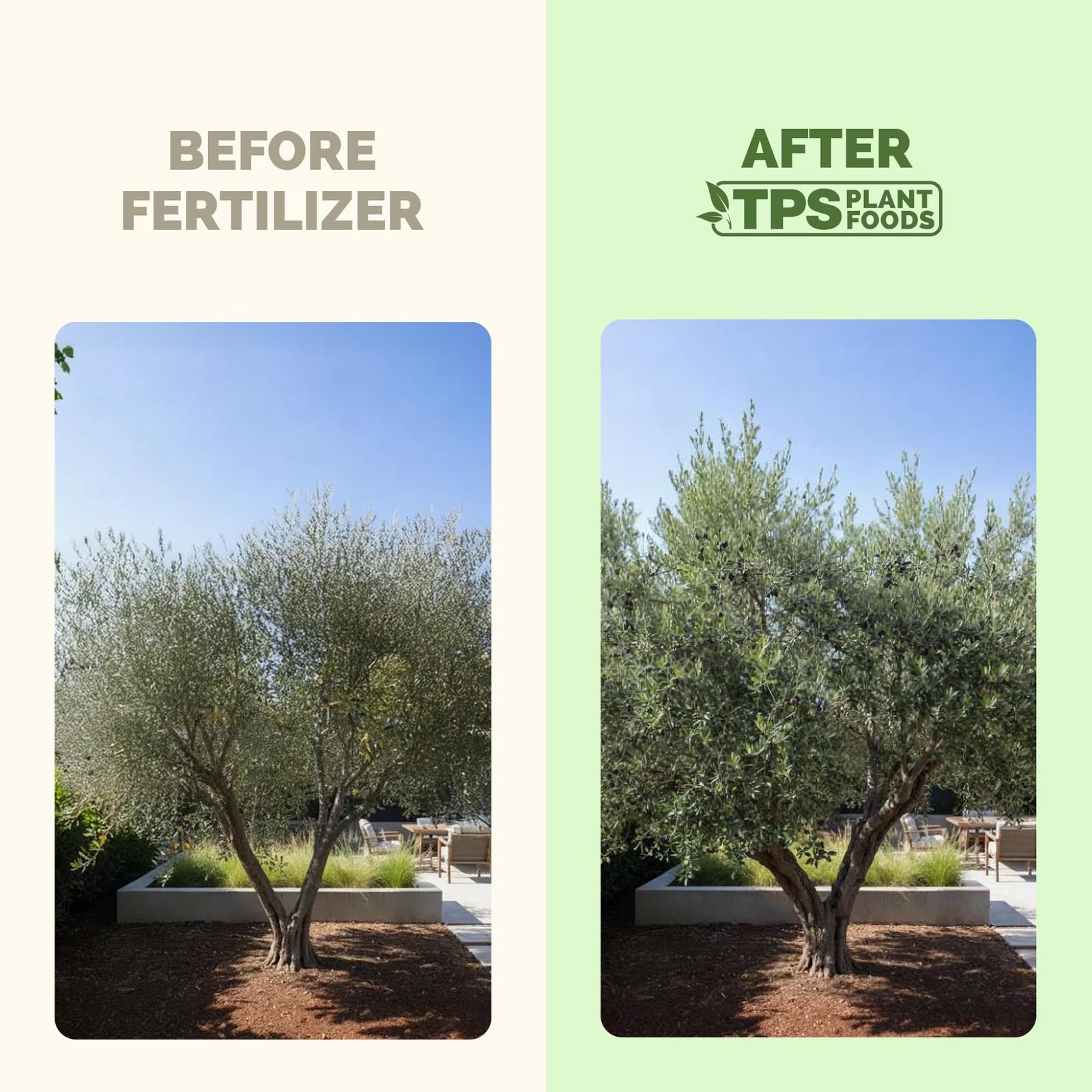 Olive Tree Fertilizer – Liquid Plant Food for Bigger Harvests 8 oz (1/2 Pint)