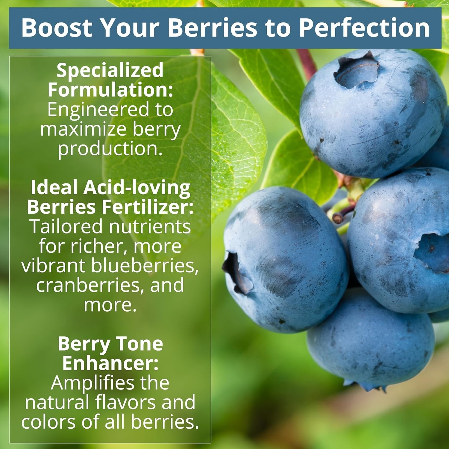 Vibrant Bloom Booster: 8-4-8 Fertilizer for Gardenias, Magnolia & Rhododendrons