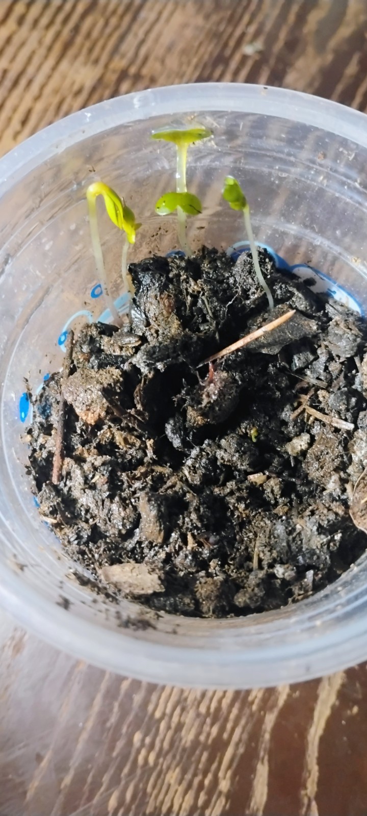 FroG Farm 1014 Ant Farm Minnie Tracy Cow Pasture Donkey Dung for plants